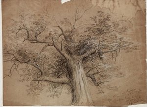 Tree2 — Thomas Cole
