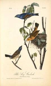 Blue Song Grosbeak. 1. Male. 2. Female. 3. Young — John James Audubon