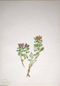 Sanifoiga Adscendeus — Mary Vaux Walcott