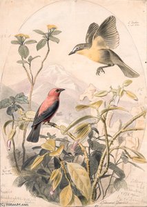 Icteria Auricollis Et Pyranga Rubra — Edouard Traviès
