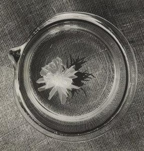 Japanese Flower, Bauhaus, Berlin — Horacio Coppola