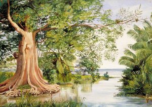 An Old Cotton Tree At The Ford, Morant's Bay, Jamaica — Marianne North