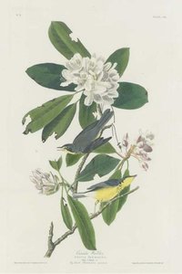 Canada Warbler — Robert Havell