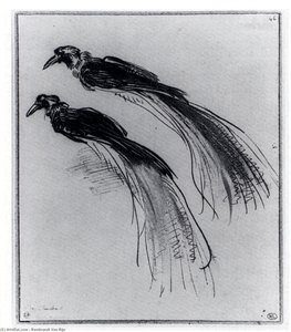 Two Studies Of A Bird Of Paradise — Rembrandt Van Rijn