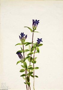 Riverbank Gentian (gentiana Affinis) — Mary Vaux Walcott