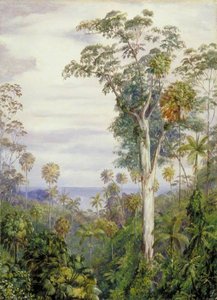 White Gum Trees And Palms, Illawarra, New South Wales — Marianne North, Victorian Botanical