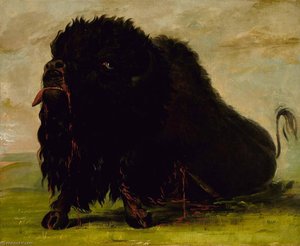 Dying Buffalo, Shot With An Arrow — George Catlin