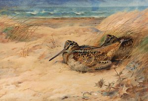 In From The North Sea. Woodcock — Archibald Thorburn