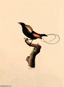 Cicinnurus Magnificus — Jacques Barraband