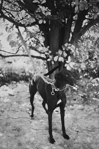 Dog — Chaokun Wang