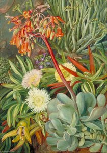 The Hottentot Fig And Other Succulents From The Karroo — Marianne North, Botanical Romanticism