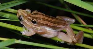 Afrixalus vittiger, July 2014, Hyperoliustümpel, Comoé National Park, Ivory Coast