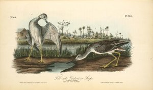 Tell-tale Goswit Or Snipe. 1. Male. 2. Female — John James Audubon