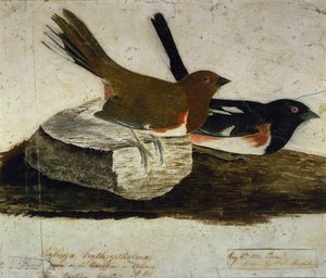 Towhee Bunting — John James Audubon