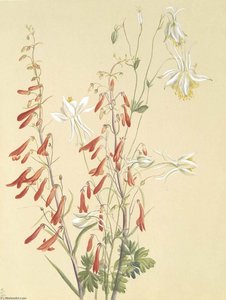 (untitled Flower Study) — Mary Morris Vaux Walcott