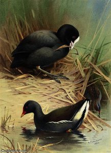 A Coot, Moorhen And Baillons Crake — Archibald Thorburn
