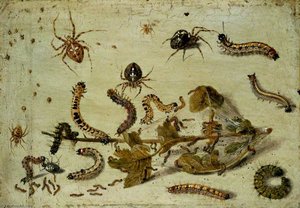 Various Spiders And Caterpillars, With A Sprig Of Gooseberry — Jan Van Kessel The Elder