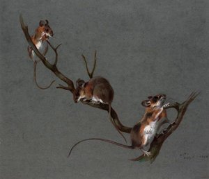 Three Field Mice