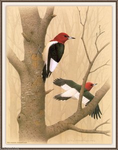 red-headed woodpecker