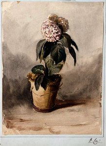 Still-life Of A Hydrangea — David Cox