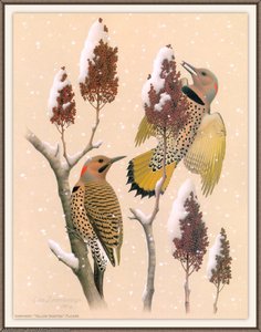 northern yellow-shafted flicker