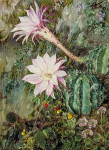 Wild Flowers Of Mussooree, India — Marianne North