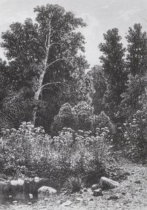 Edge Of The Forest — Ivan Ivanovich Shishkin