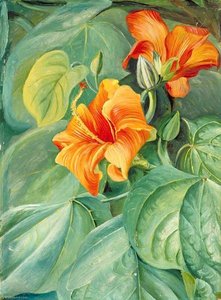 Foliage And Flowers Of The Mahoe, Jamaica — Marianne North, Botanical Realism