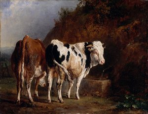 Taureau et vache à l'abreuvoir