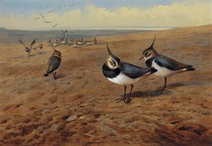 Lapwings — Archibald Thorburn