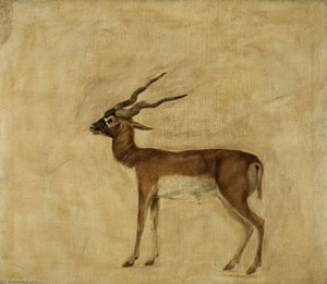A Blackbuck — George Stubbs