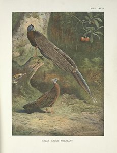 Malay Argus Pheasant (argusianus Argus) — Archibald Thorburn