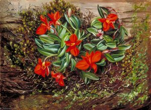A Brazilian Epiphytal Orchid — Marianne North