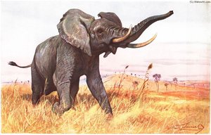 African Elephant — Friedrich Wilhelm Kuhnert