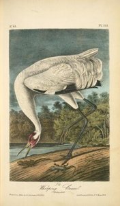 Wooping Crane. Male, Adult — John James Audubon