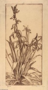 Yucca — Bertha Evelyn Jaques