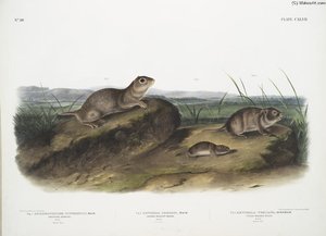 1. Spermophilus Townsendii, American Souslik. Male. Natural Size; 2. Arvicola Oregoni, Oregon Meadow-mouse. Male. Natural Size; 3. Arvicola Texiana, Texan Meadow Mouse. Male. Natural Size. — John James Audubon