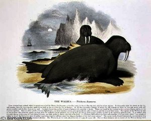 The Walrus Educational — Josiah Wood Whymper