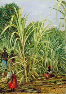 Harvesting The Sugar Cane In Minas Geraes, Brazil — Marianne North