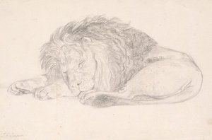 A Sleeping Lion — John Frederick Lewis
