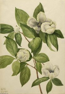 Virginia Stewartia (stewartia Malachodendron) — Mary Vaux Walcott