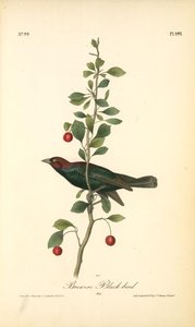Brewers Black-bird. Male — John James Audubon