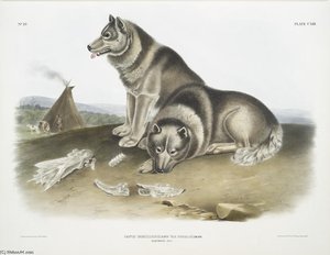 Canis Familiaris, Esquimaux Dog — John James Audubon