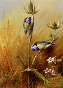 Bluetits On A Teasel — Archibald Thorburn
