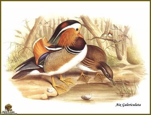 Canard Mandarin — John Gould, Scientific Illustration