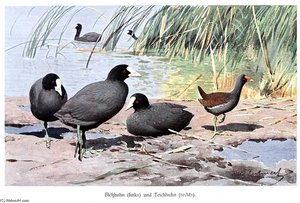 Coots And Moorhen — Friedrich Wilhelm Kuhnert