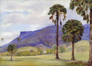 View Of Illawarra, New South Wales — Marianne North
