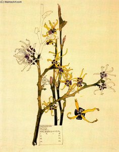 Untitled (528) — Charles Rennie Mackintosh