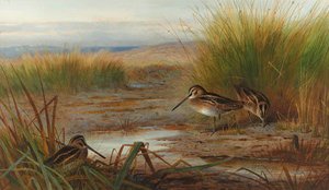 Snipe Feeding Beneath Rushes — Archibald Thorburn