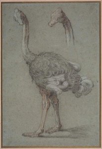 Two Studies Of An Ostrich — Jean-baptiste Oudry